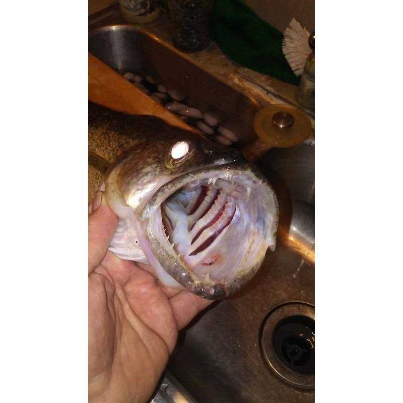 Off Shore Tackle Side-Planer - Image 5