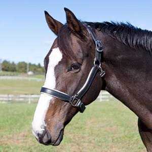 SmartPak Soft Padded Leather Halter - Image 2