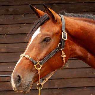 Classic Leather Hybrid Halter Yes - Image 3