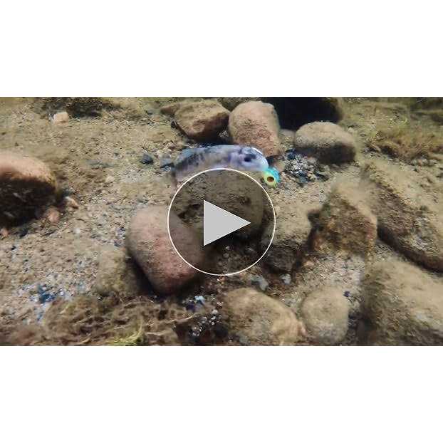 Northland Tackle Tungsten Jig - Image 4