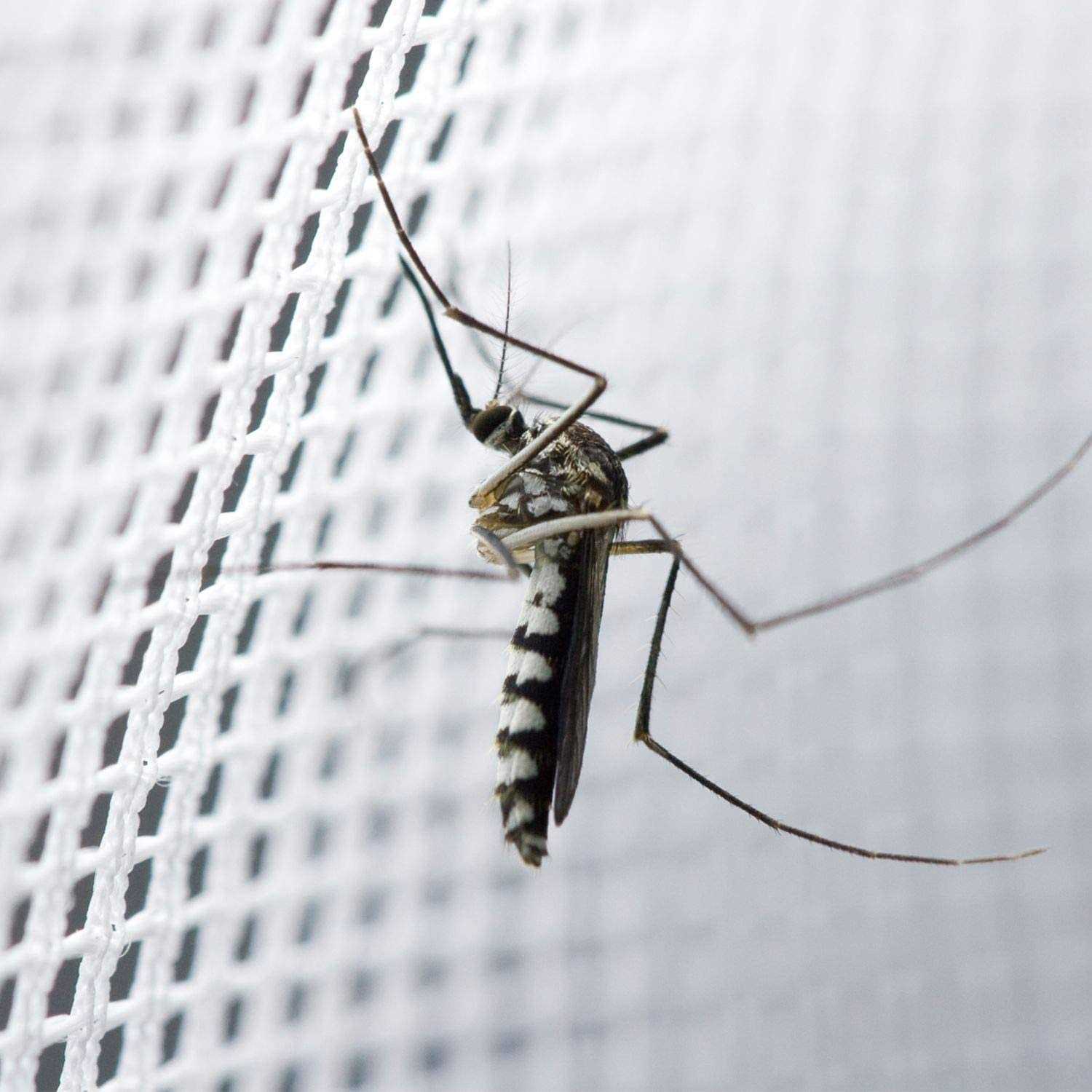 Comtelek Mosquito Net Bed Canopy for Girls,King Canopy Bed Curtains Full Queen Size from Ceiling,Dome Mosquito Netting Bed Tent Twin Girls Princess Canopy - Image 2