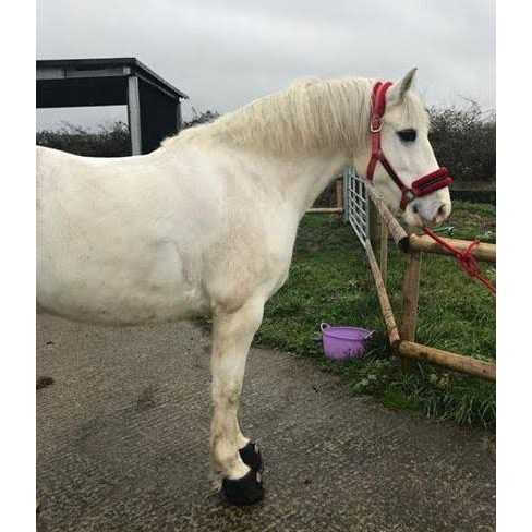 Cavallo Entry Level Boot - Image 2